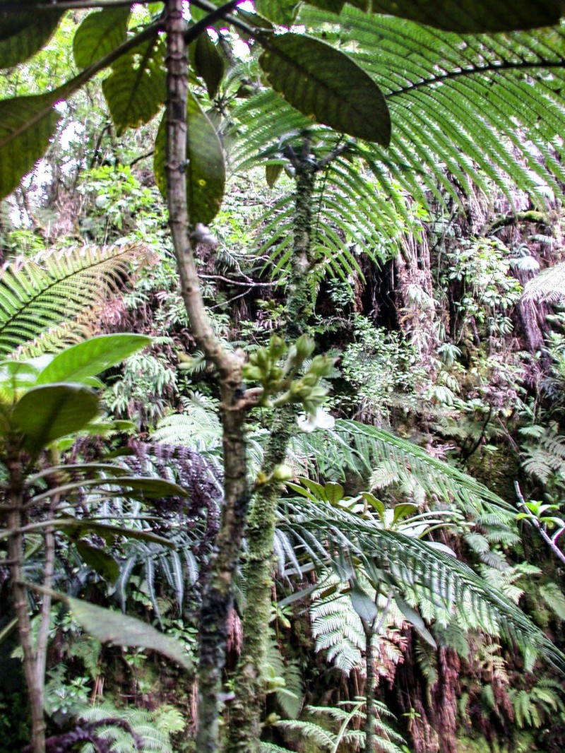 Pacific Cyrtandra photo 4