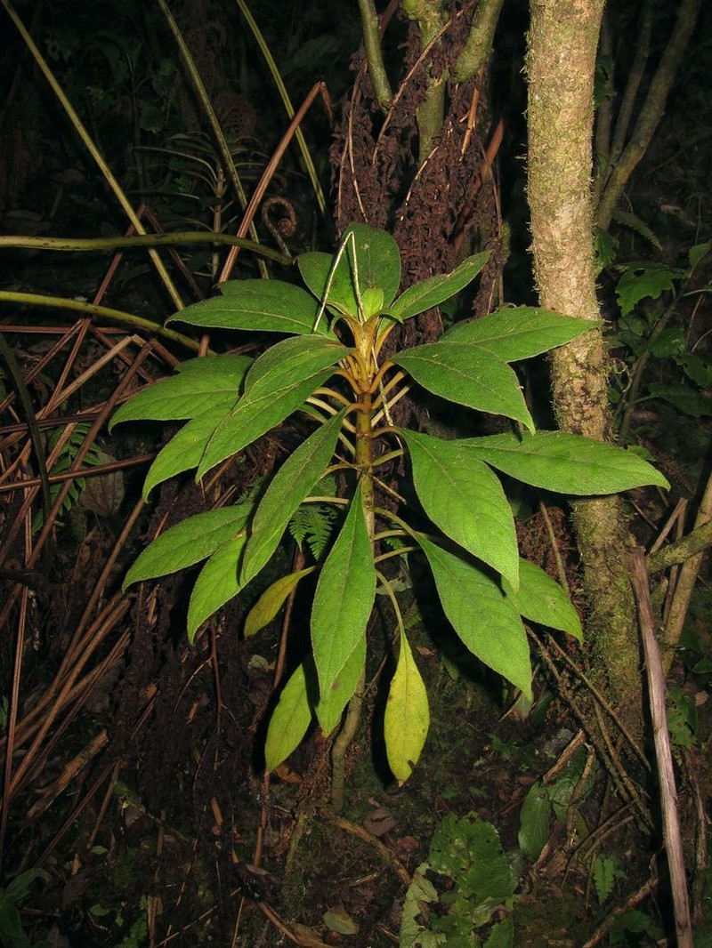 Pacific Cyrtandra photo 5