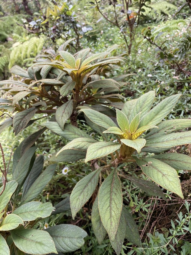 Pacific Cyrtandra photo 6