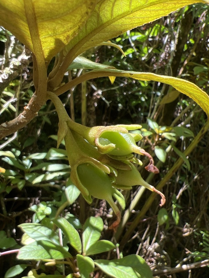 Pacific Cyrtandra photo 7