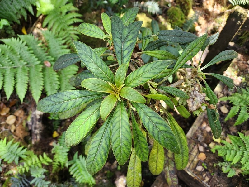 Pacific Cyrtandra photo 8
