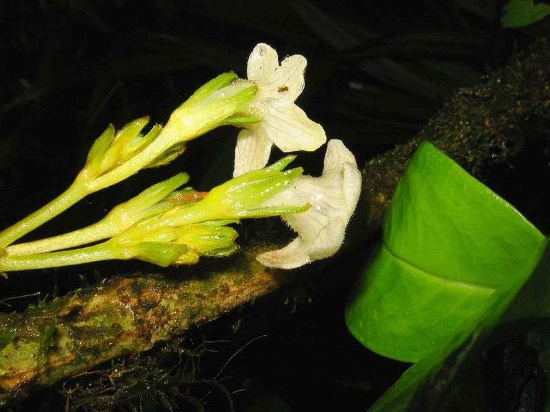 Gray's Cyrtandra