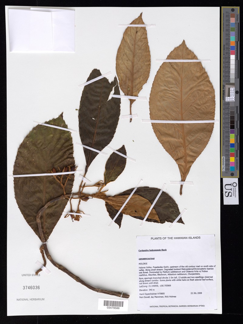 Toothleaf Cyrtandra