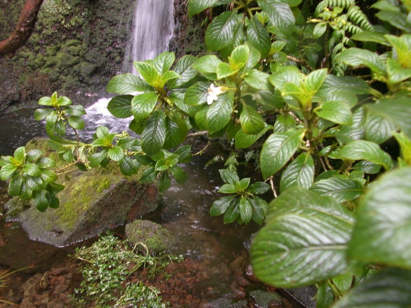 Maui Cyrtandra