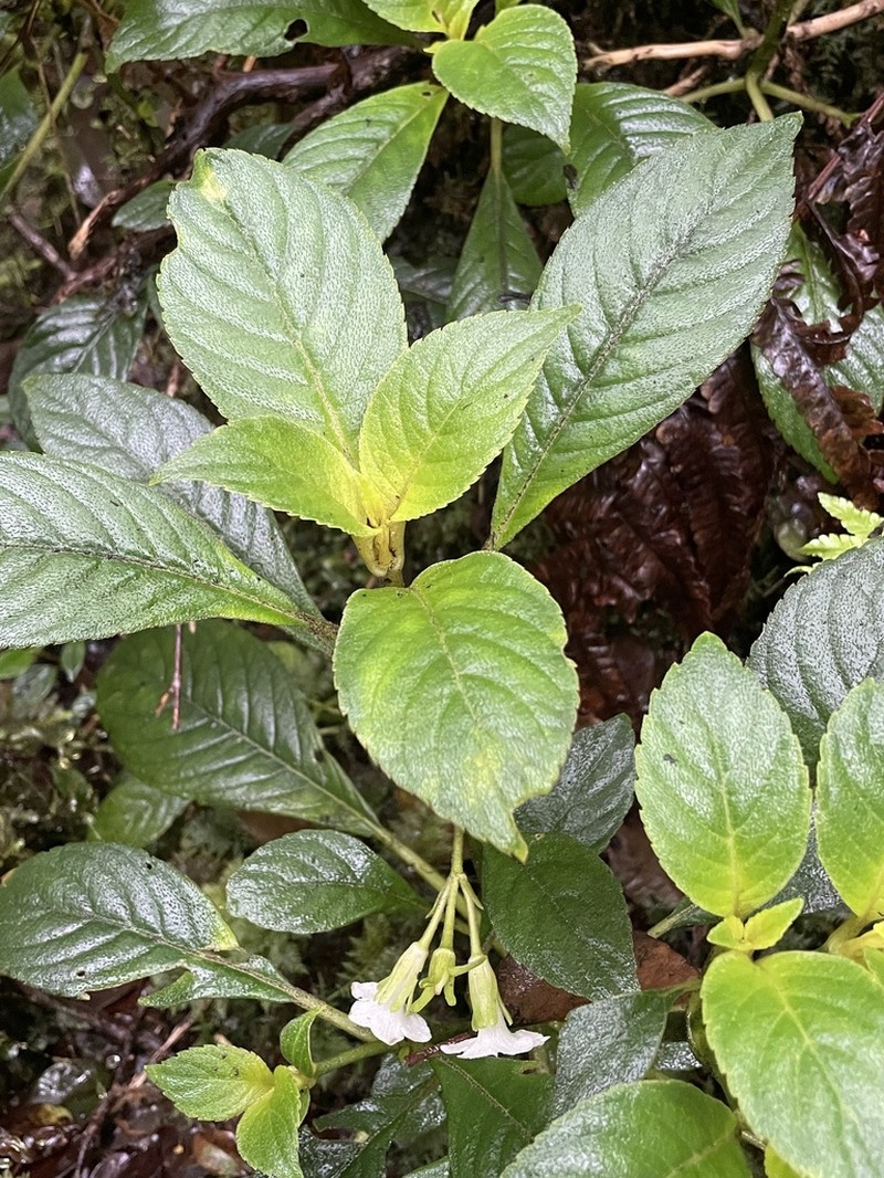 Maui Cyrtandra photo 2