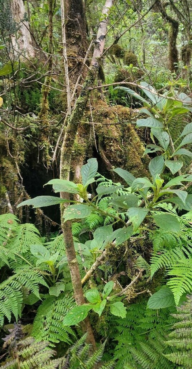 Maui Cyrtandra photo 3