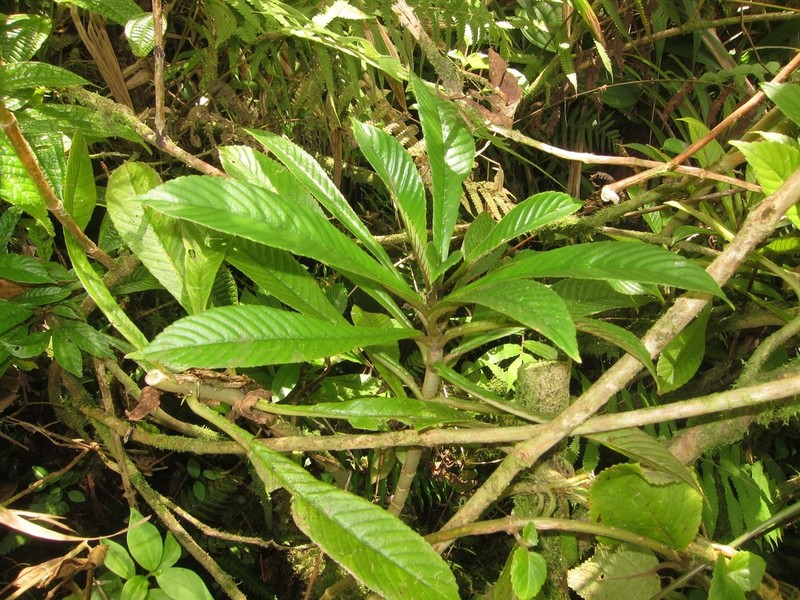 Hawai'I Cyrtandra