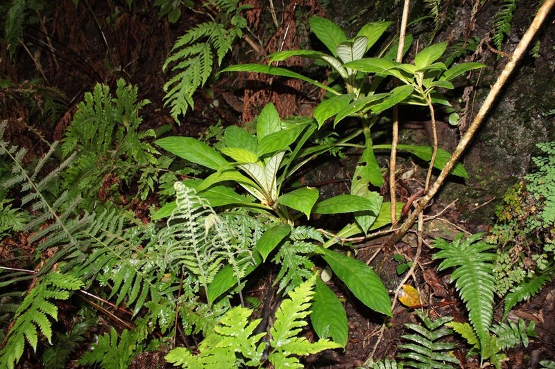 Hawai'I Cyrtandra photo 2