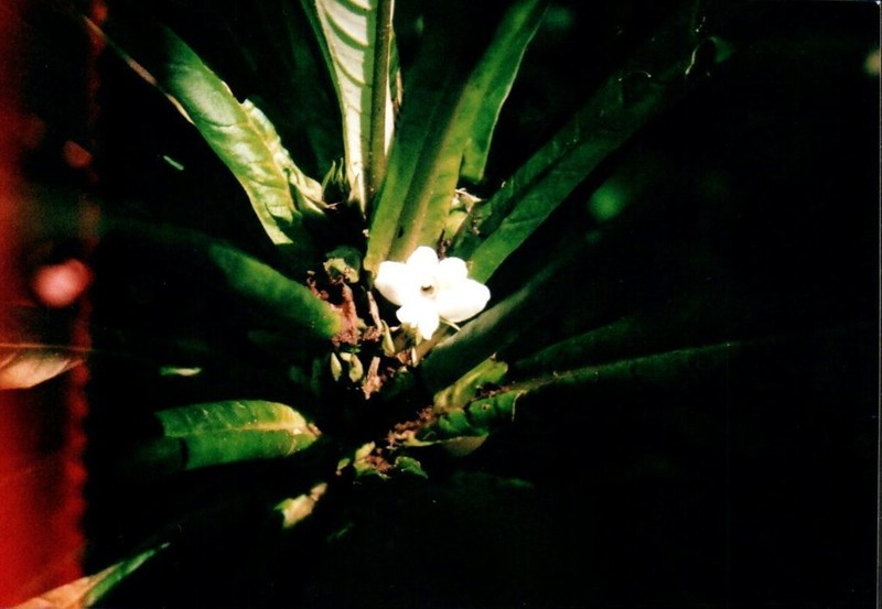 Hawai'I Cyrtandra photo 3