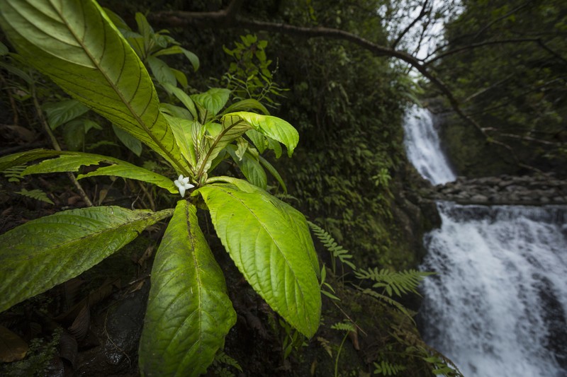 Hawai'I Cyrtandra photo 5