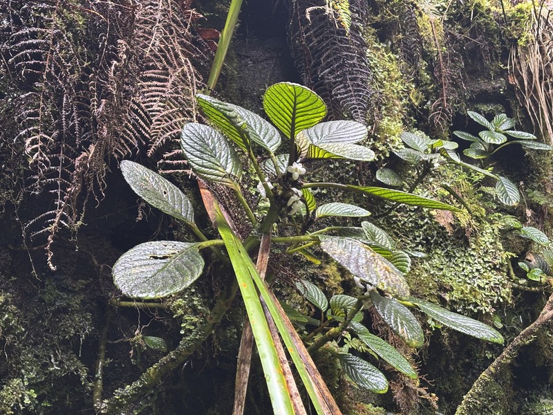 Lava Cyrtandra