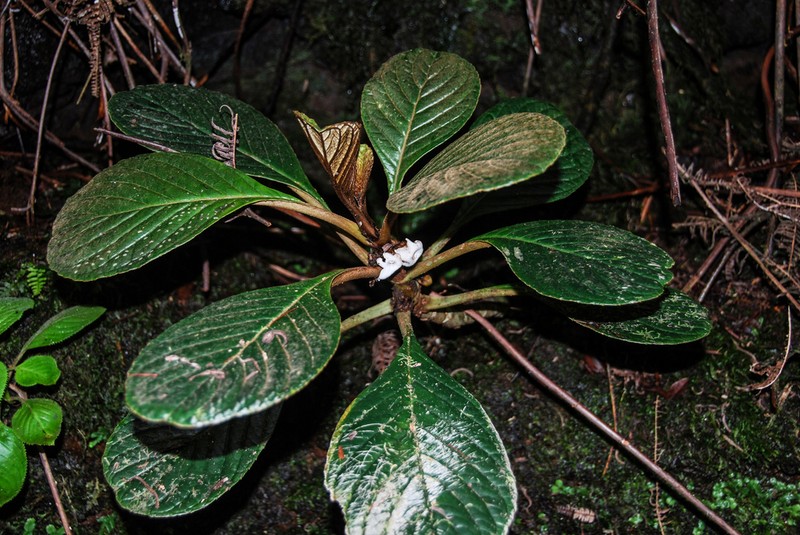 Lava Cyrtandra photo 2