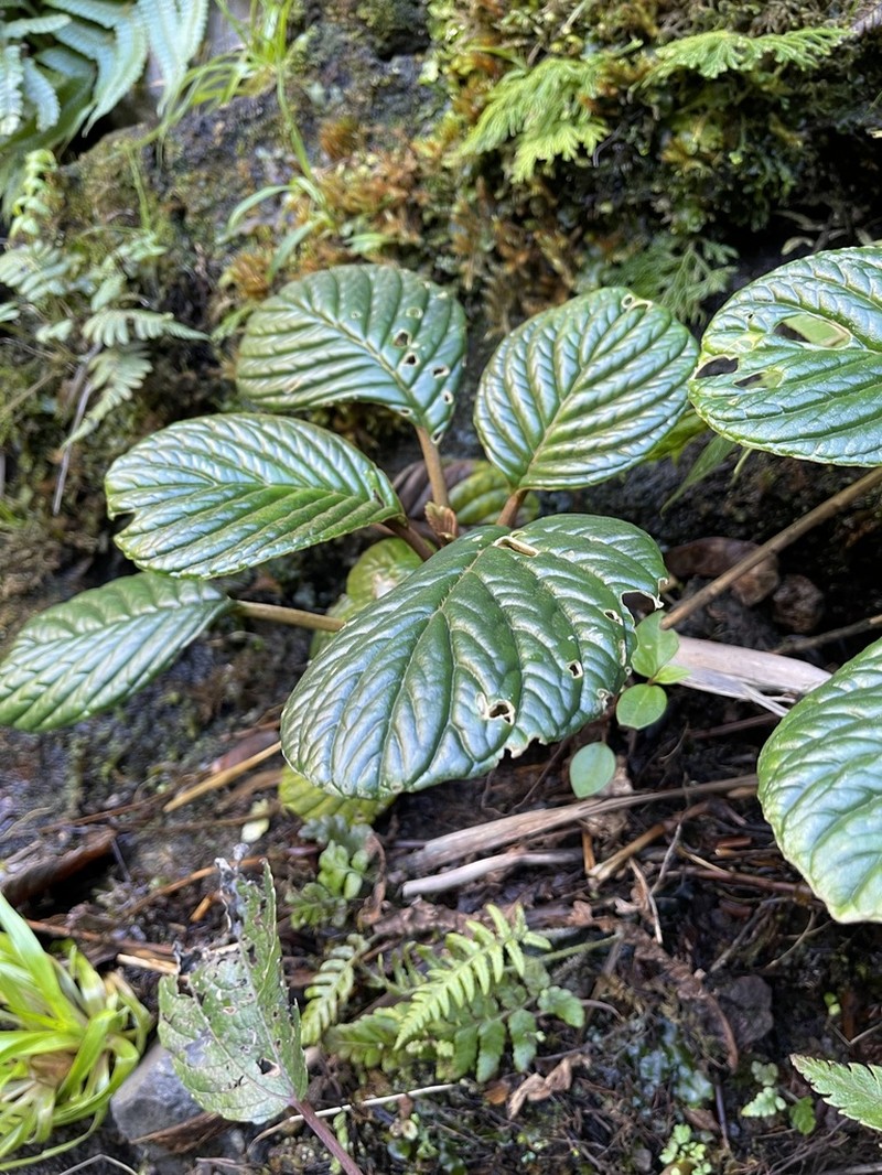 Lava Cyrtandra photo 3