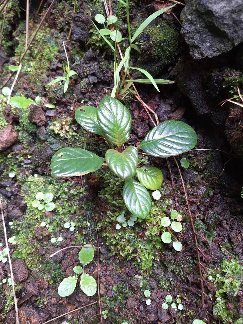 Lava Cyrtandra photo 4