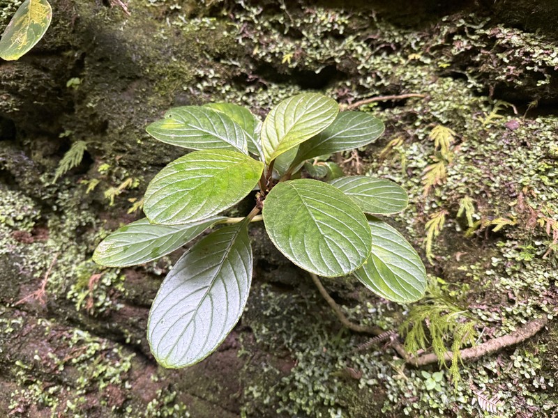 Lava Cyrtandra photo 6