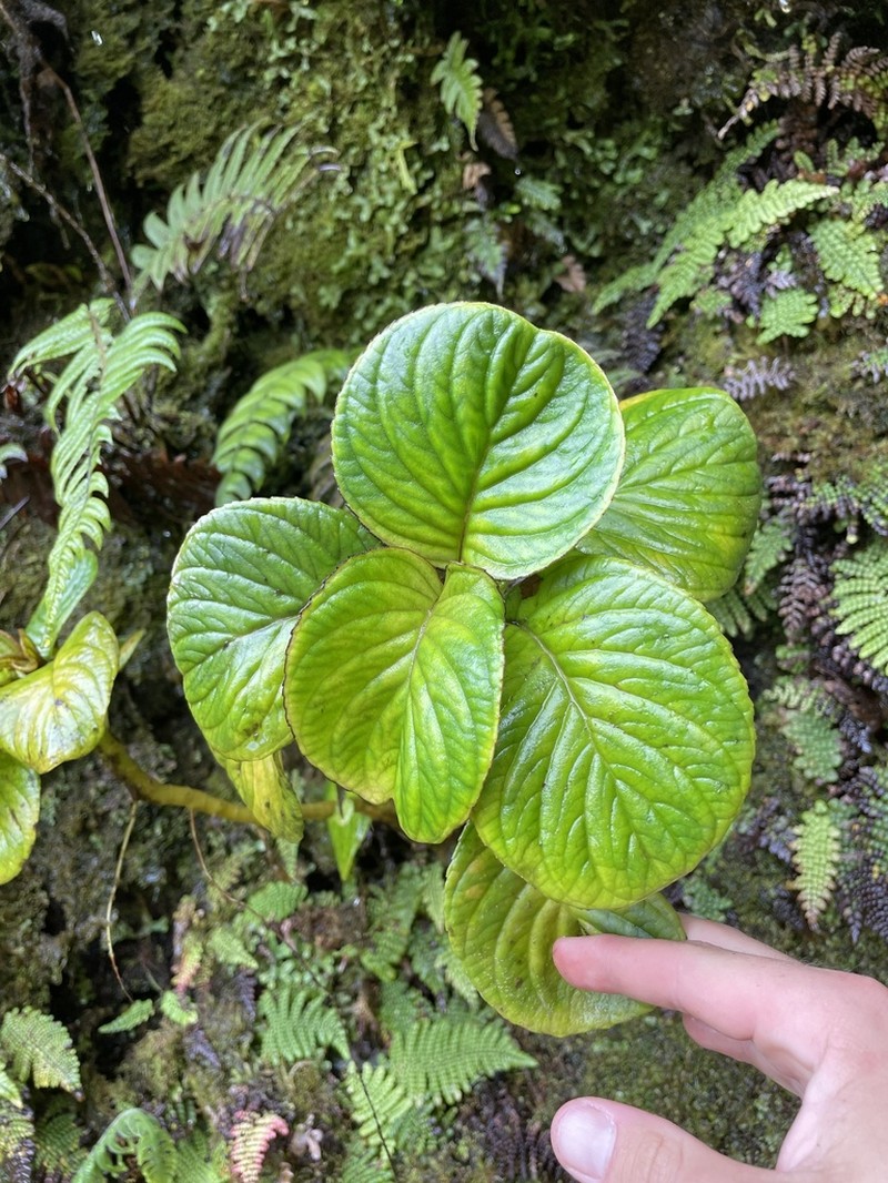 Lava Cyrtandra photo 7