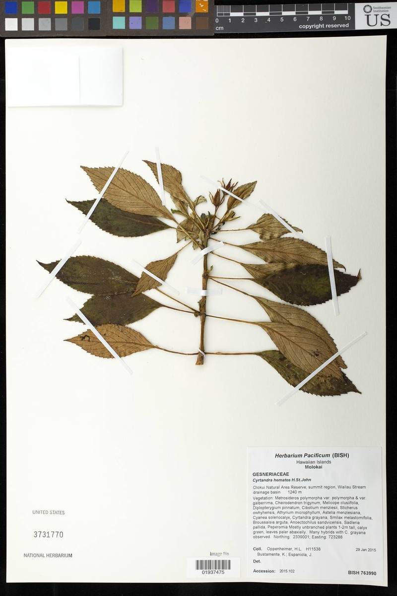 Singleflower Cyrtandra photo 3