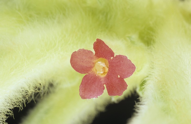 Cyrtandra hirtigera var. hirtigera