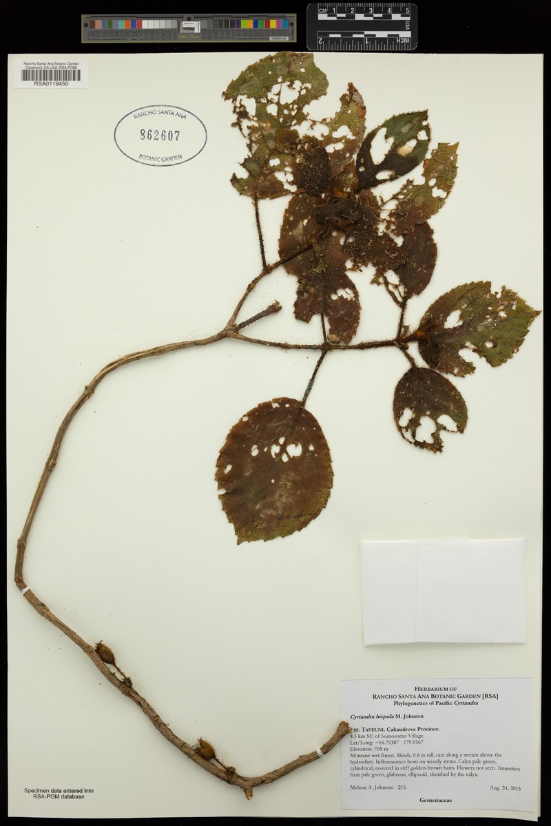 Cyrtandra hispida