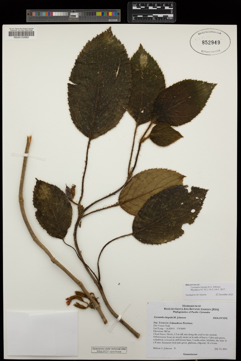 Cyrtandra hispida photo 2