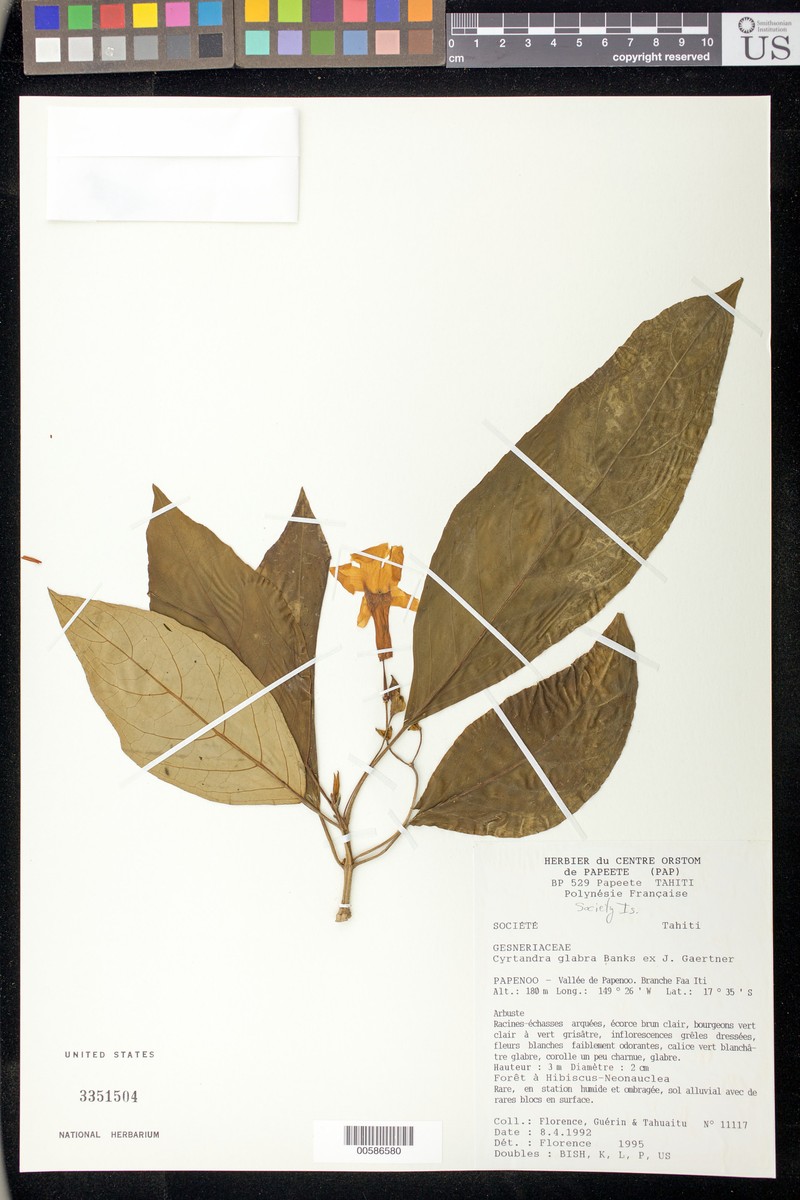 Cyrtandra jackii