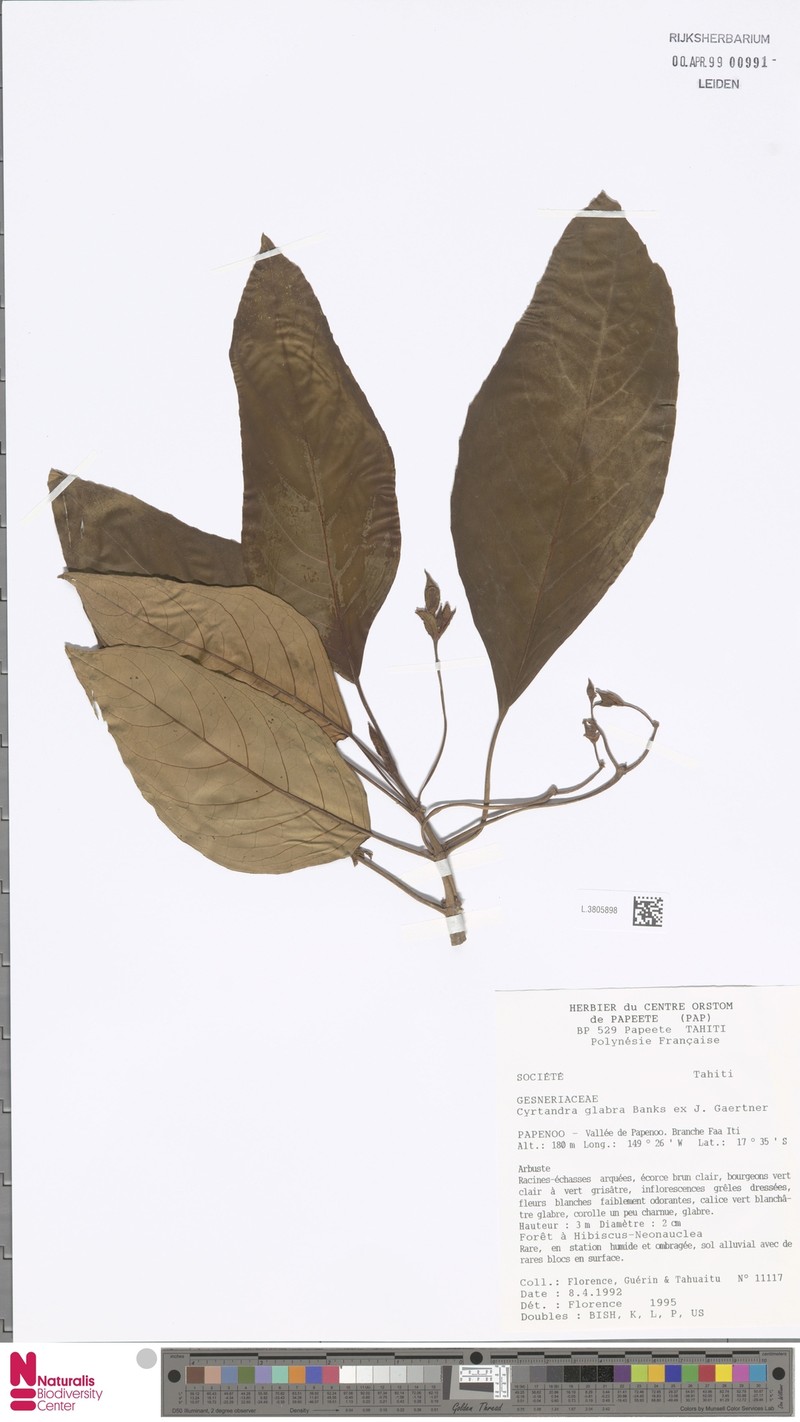 Cyrtandra jackii photo 2