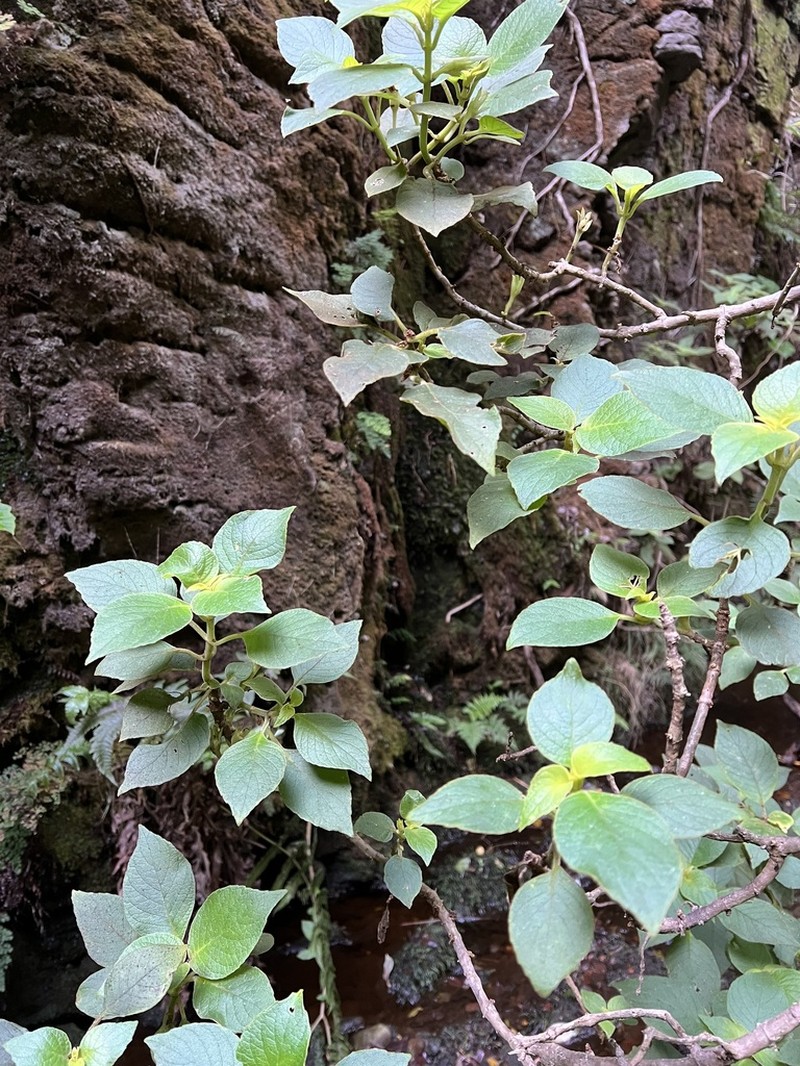 Ulunahele photo 2