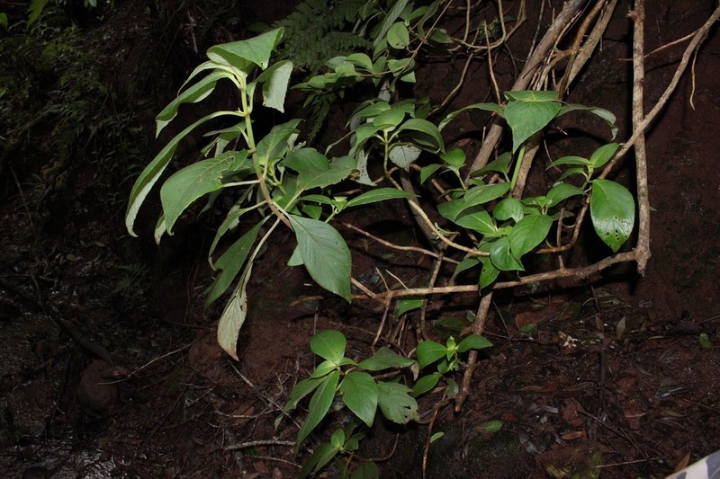 Ulunahele photo 3