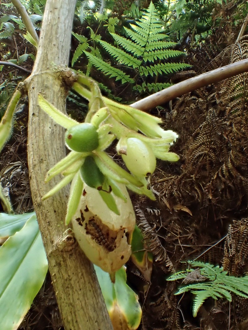 Ulunahele photo 7