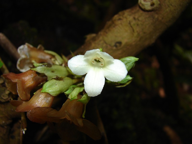 Waikane Valley Cyrtandra