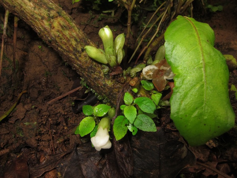 Waikane Valley Cyrtandra photo 2