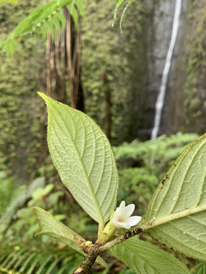 Wahiawa Mountain Cyrtandra photo 2
