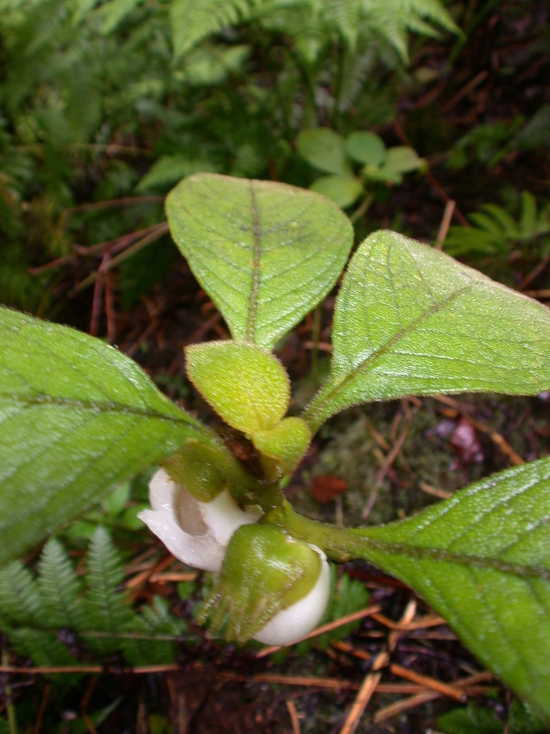 Wahiawa Mountain Cyrtandra photo 3