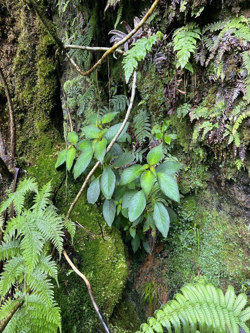 Wahiawa Mountain Cyrtandra photo 8