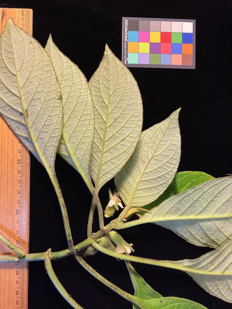 Limahuli Cyrtandra