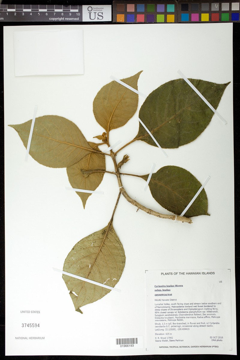 Limahuli Cyrtandra photo 2