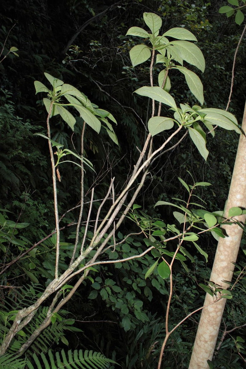 Kohala Mountain Cyrtandra