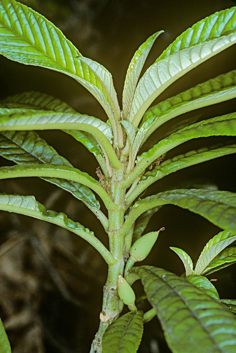 Longleaf Cyrtandra