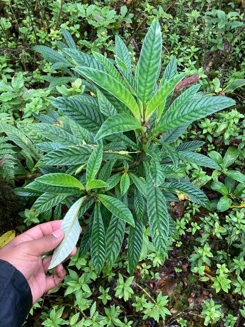 Longleaf Cyrtandra