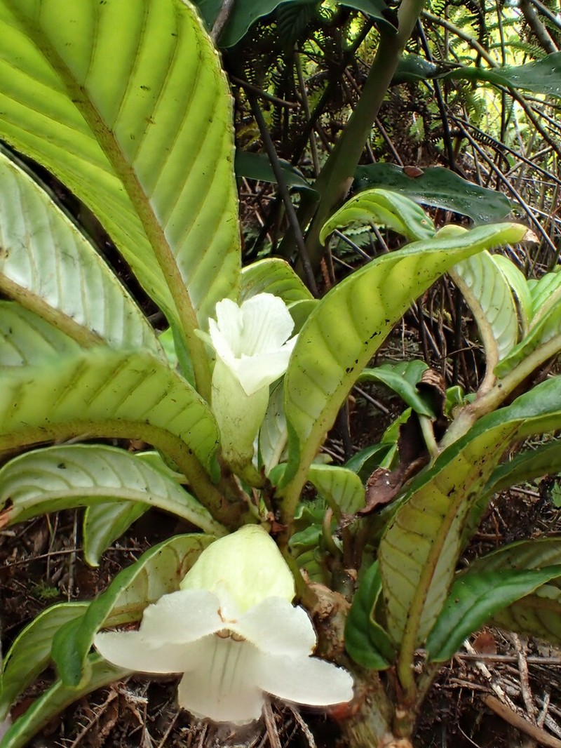 Longleaf Cyrtandra photo 3