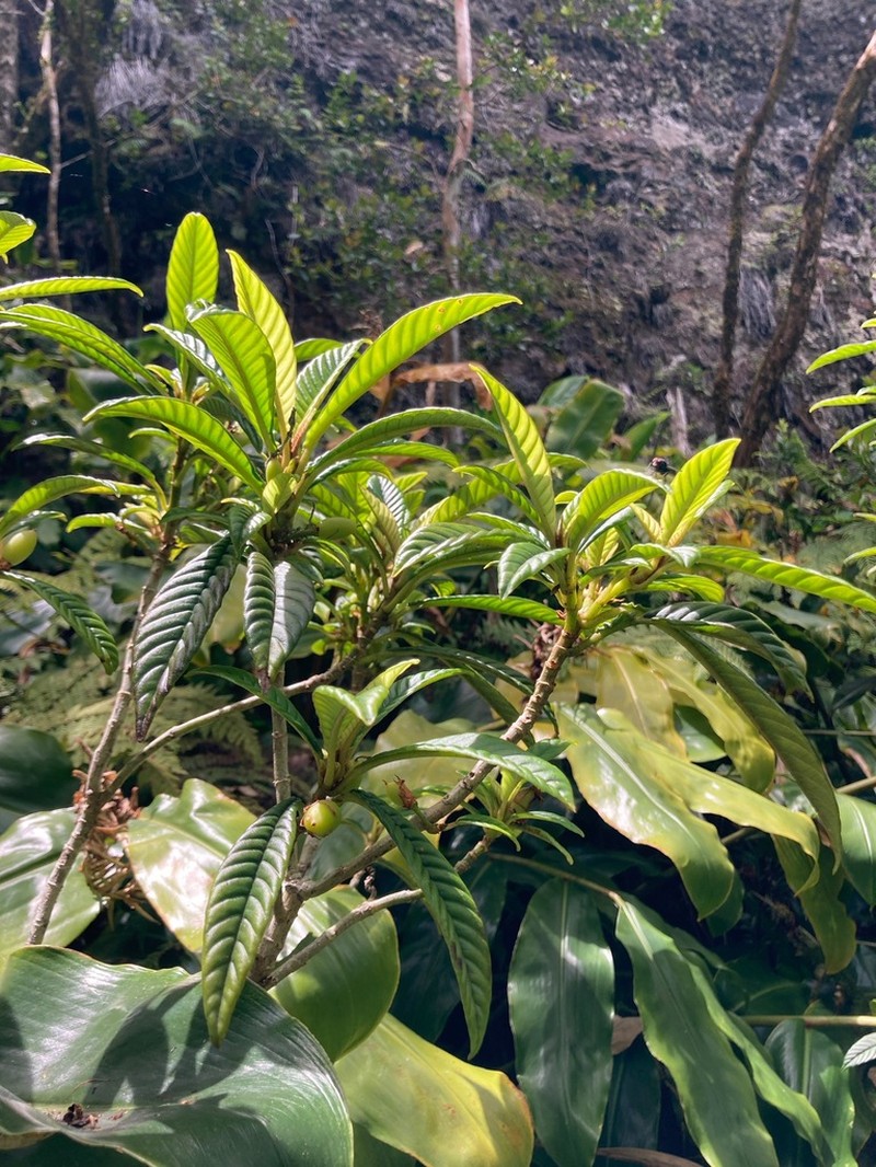 Longleaf Cyrtandra photo 4