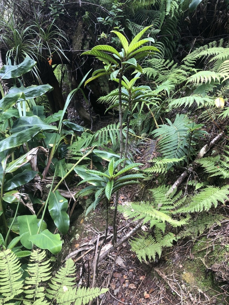 Longleaf Cyrtandra photo 5