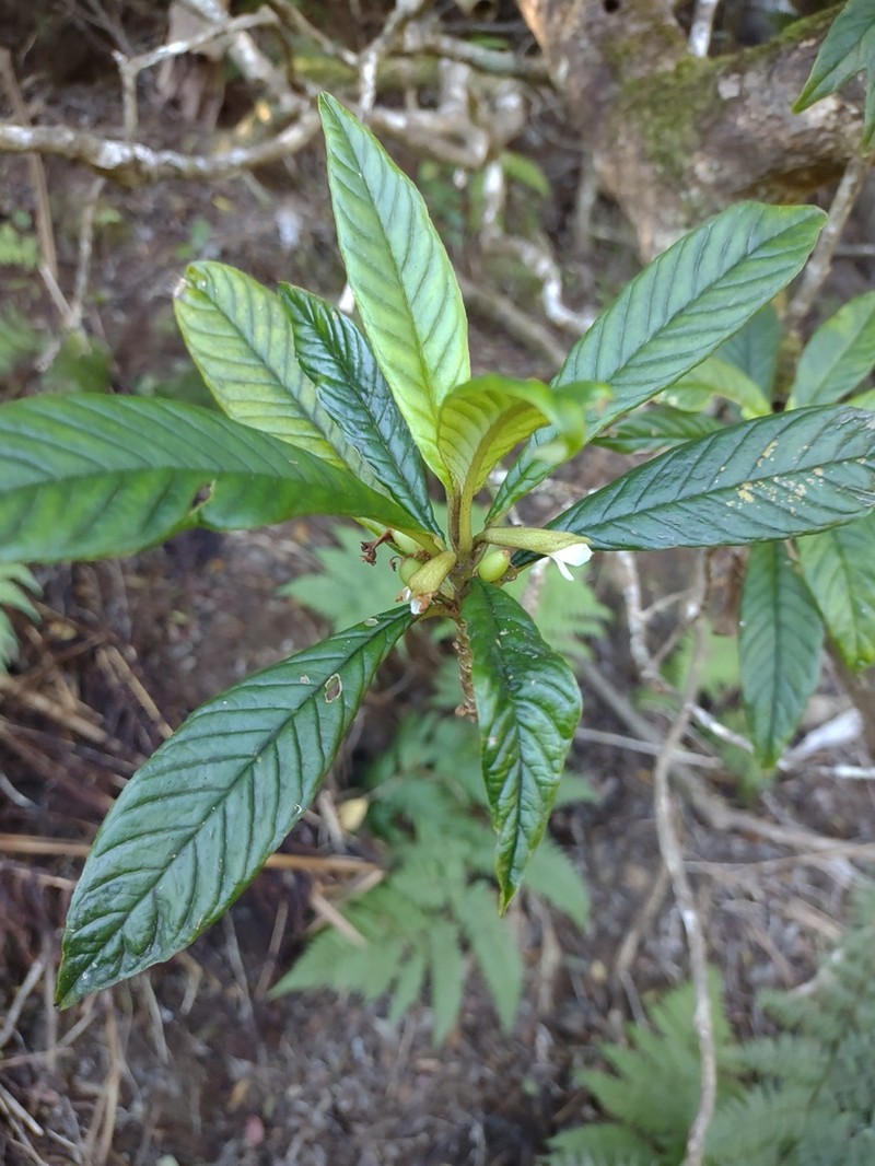Longleaf Cyrtandra photo 6