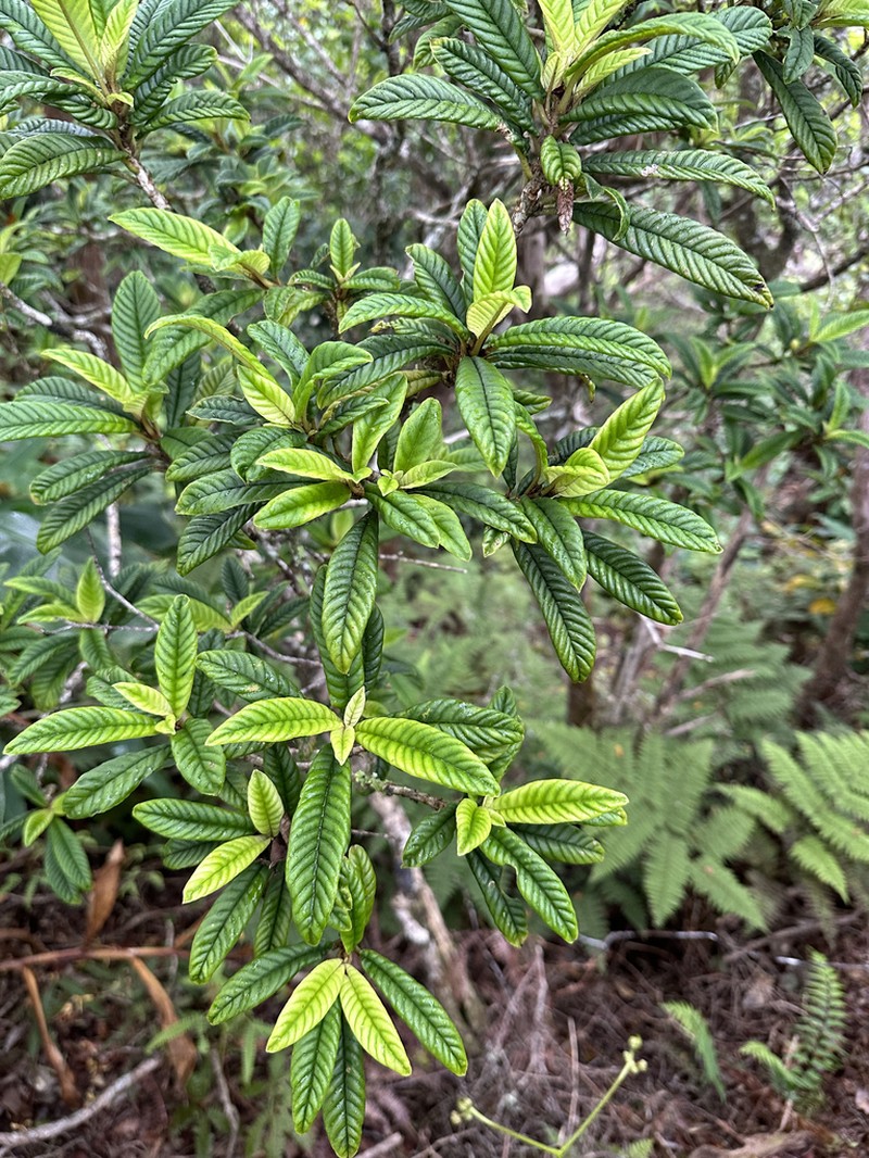 Longleaf Cyrtandra photo 7