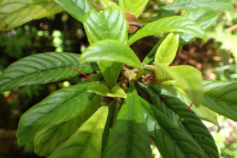Longleaf Cyrtandra photo 8