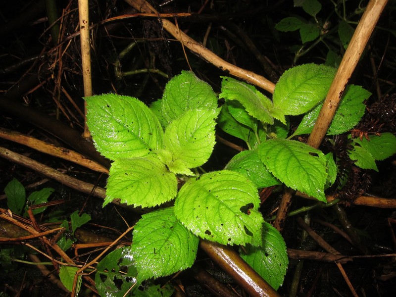 Lydgate's Cyrtandra photo 2