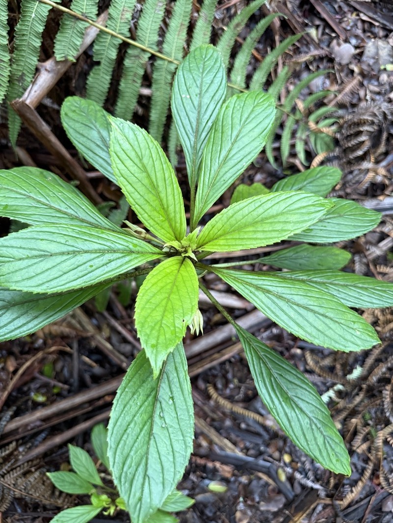 Oppositeleaf Cyrtandra photo 3