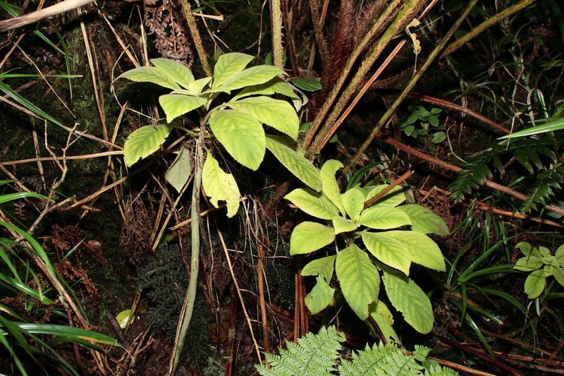 Largecalyx Cyrtandra photo 2