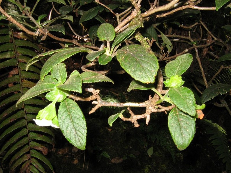 Largecalyx Cyrtandra photo 3