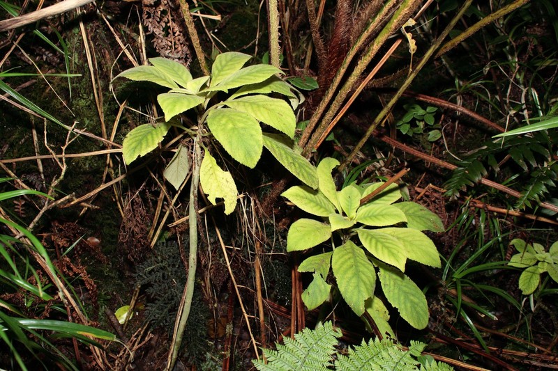 Largecalyx Cyrtandra photo 4